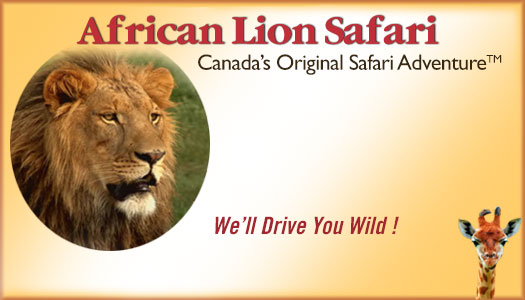 African Lion Safari 